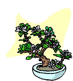 bonsai-image-animee-0011