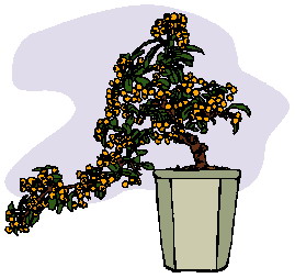 bonsai-image-animee-0021