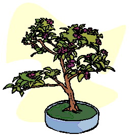bonsai-image-animee-0032