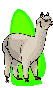 lama-image-animee-0011