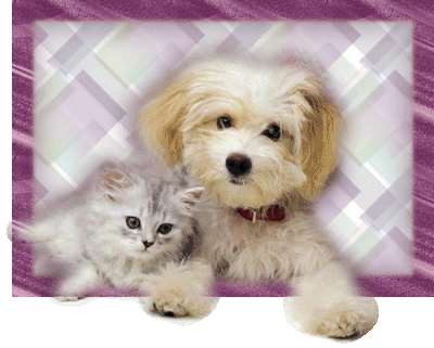 chien-et-chat-image-animee-0023