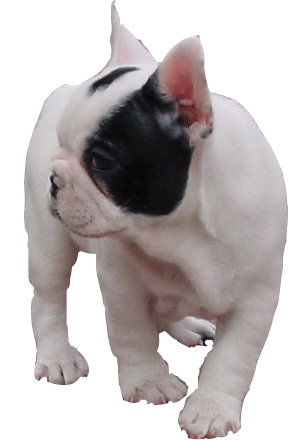 bulldog-francais-image-animee-0020