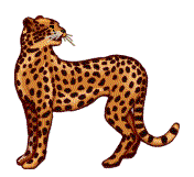 leopard-image-animee-0021