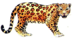 leopard-image-animee-0026