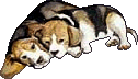 beagle-image-animee-0027