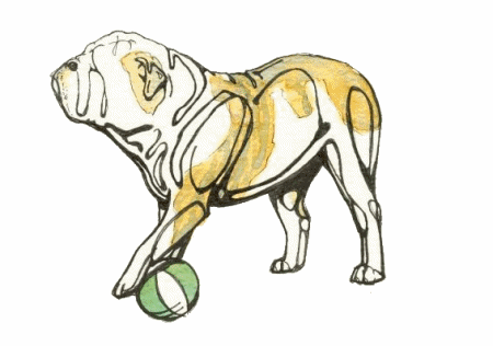 bulldog-image-animee-0047