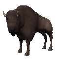 bison-image-animee-0013