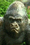 gorille-image-animee-0007