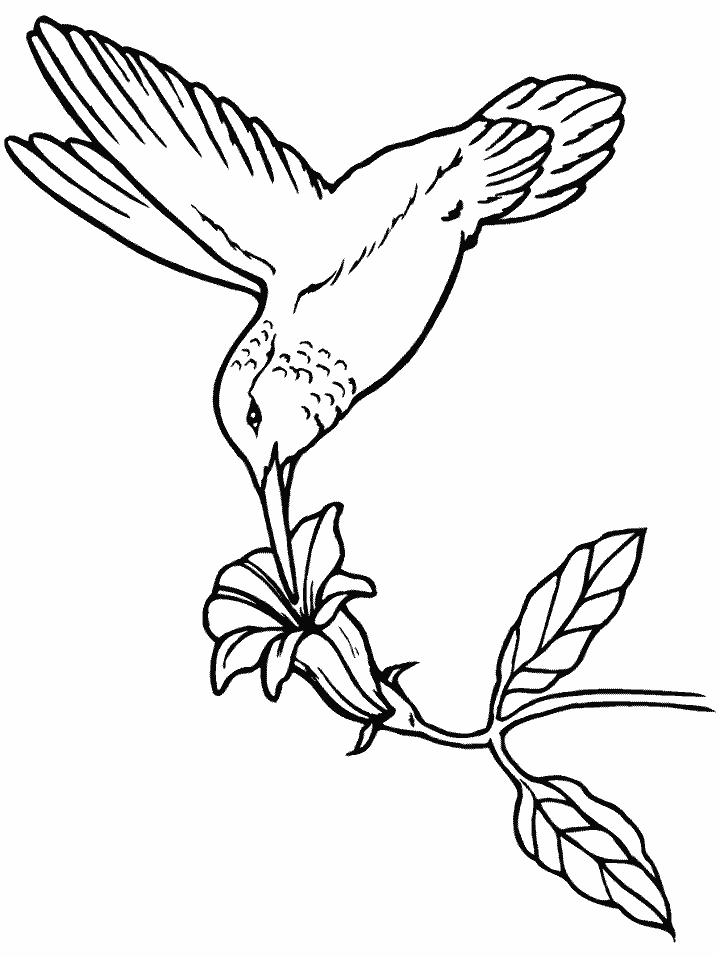 coloriage-oiseau-image-animee-0009