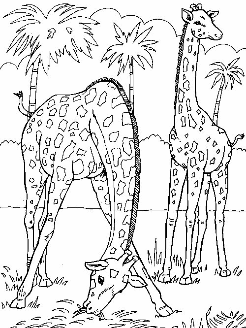 coloriage-girafe-image-animee-0014