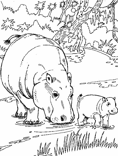coloriage-hippopotame-image-animee-0002