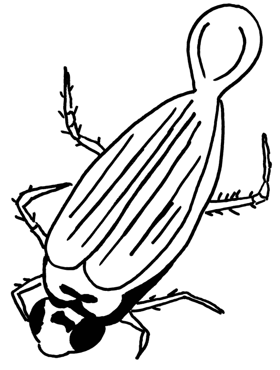 coloriage-insecte-image-animee-0004