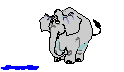 elephant-image-animee-0150