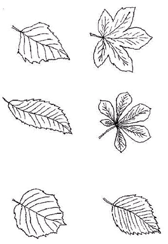 coloriage-feuille-image-animee-0023