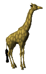 girafe-image-animee-0029