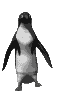 pingouin-image-animee-0003