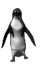 pingouin-image-animee-0089