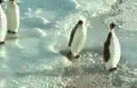pingouin-image-animee-0137