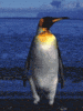 pingouin-image-animee-0140