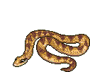 serpent-image-animee-0023