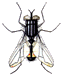 insecte-image-animee-0049