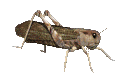 insecte-image-animee-0064