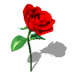 rose-image-animee-0129