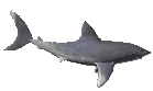 requin-image-animee-0069