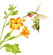 colibri-image-animee-0046