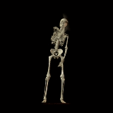 squelette-image-animee-0004