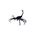 scorpion-image-animee-0014