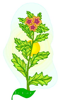 feuille-image-animee-0118