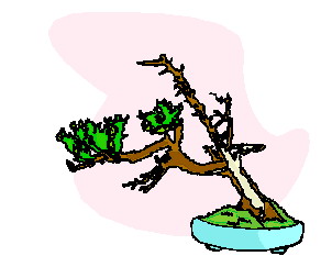 bonsai-image-animee-0034