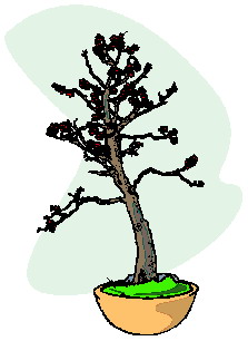 bonsai-image-animee-0042