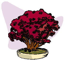 bonsai-image-animee-0044
