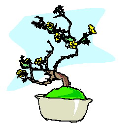 bonsai-image-animee-0047