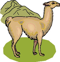 lama-image-animee-0014