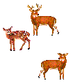 cerf-et-biche-image-animee-0049