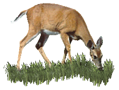 cerf-et-biche-image-animee-0056