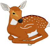 cerf-et-biche-image-animee-0063