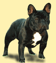 bulldog-francais-image-animee-0001