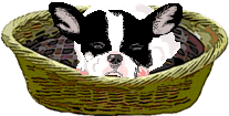 bulldog-francais-image-animee-0008
