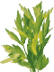 herbe-et-epice-image-animee-0055
