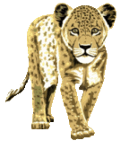 leopard-image-animee-0003
