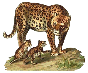 leopard-image-animee-0016