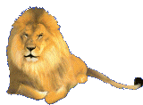 lion-image-animee-0046