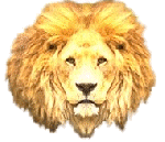 lion-image-animee-0059