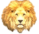 lion-image-animee-0059