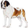 st-bernard-image-animee-0004