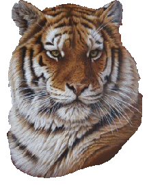 tigre-image-animee-0019